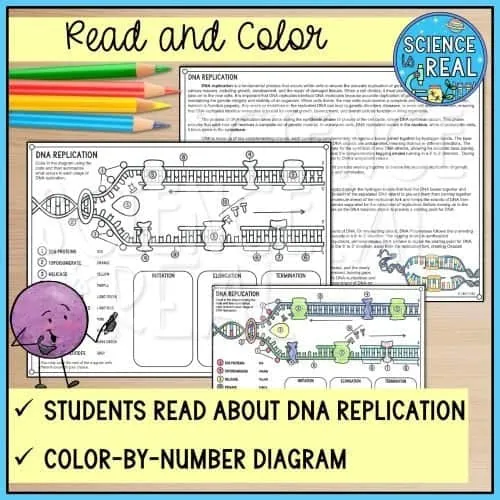 DNA Replication Color By Number
