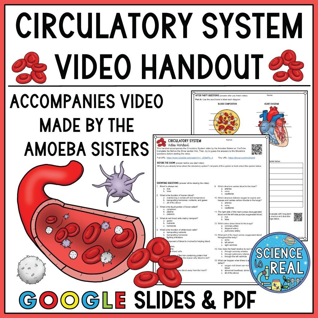 circulatory system amoeba sisters video handout