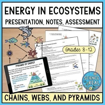 energy flow in ecosystems powerpoint