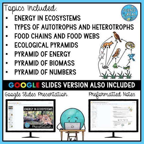 energy flow in ecosystems powerpoint