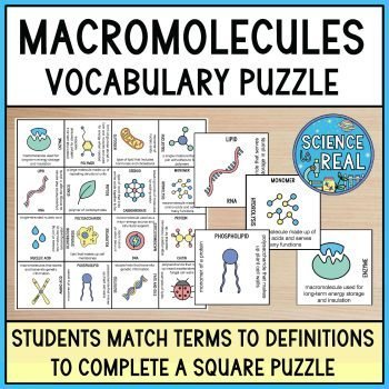 Macromolecules Vocabulary Graphic Organizer