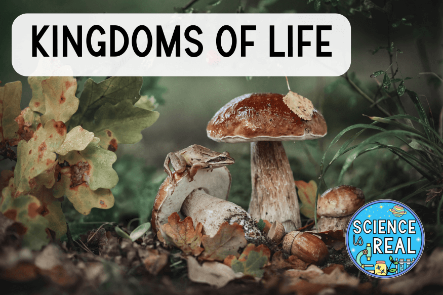 kingdoms of life webquest