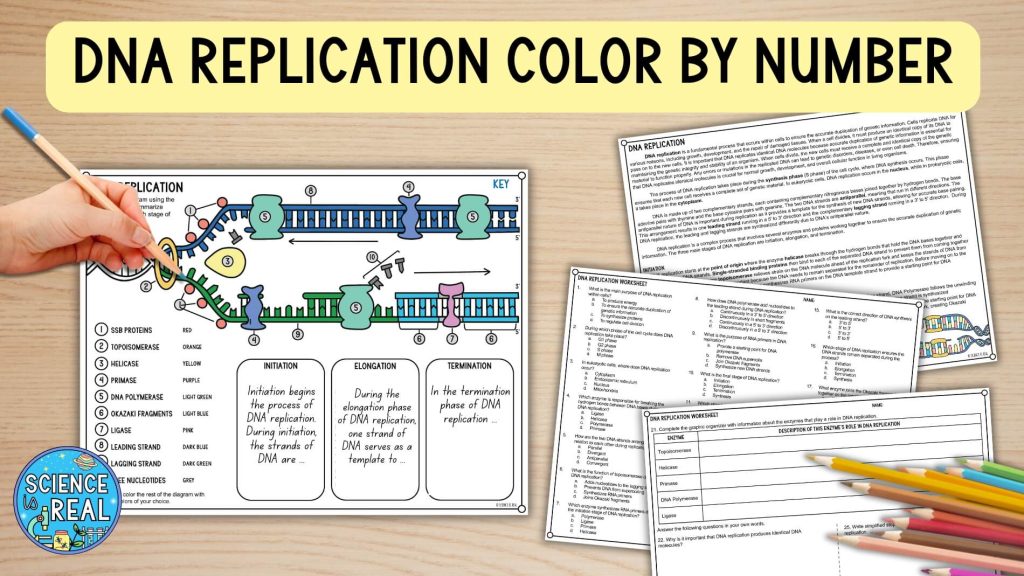DNA Replication Activities
