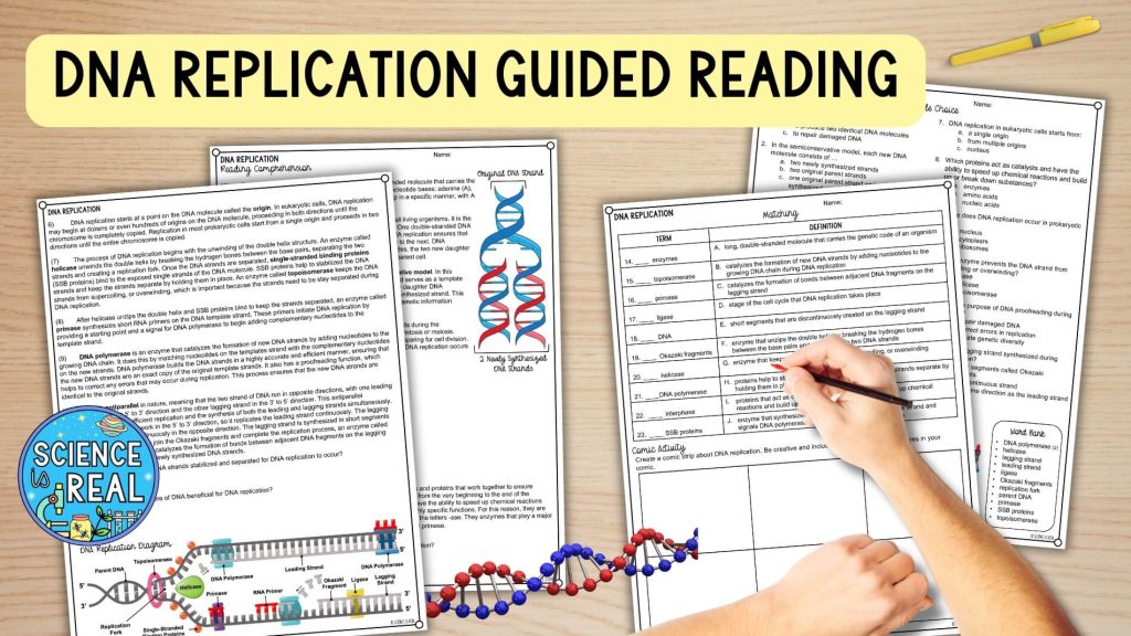 DNA Replication Activities