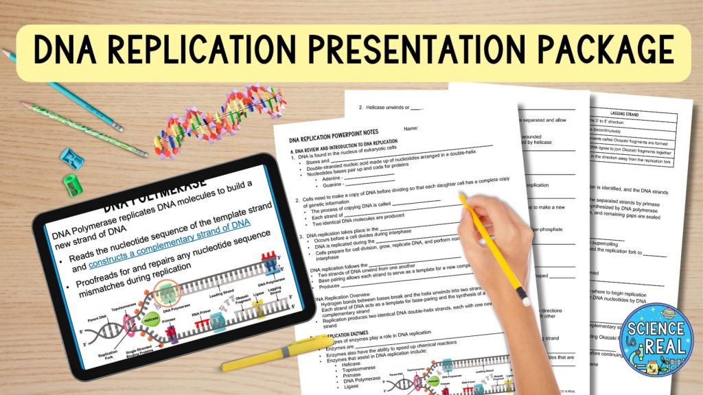 DNA Replication Activities