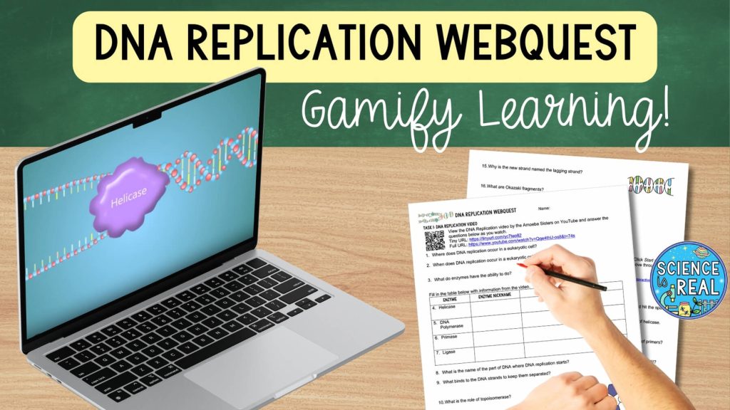 DNA Replication Activities