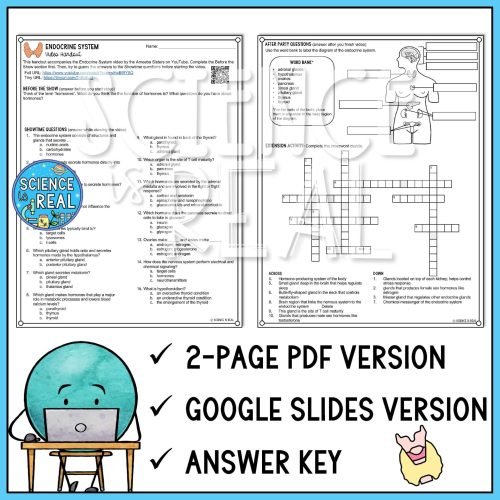 Endocrine System Amoeba Sisters Video Handout