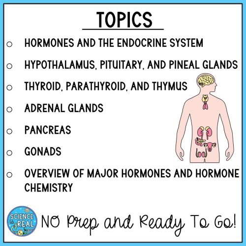 Endocrine System Amoeba Sisters Video Handout - Image 3