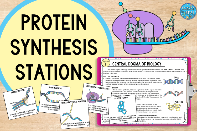 protein synthesis stations activity