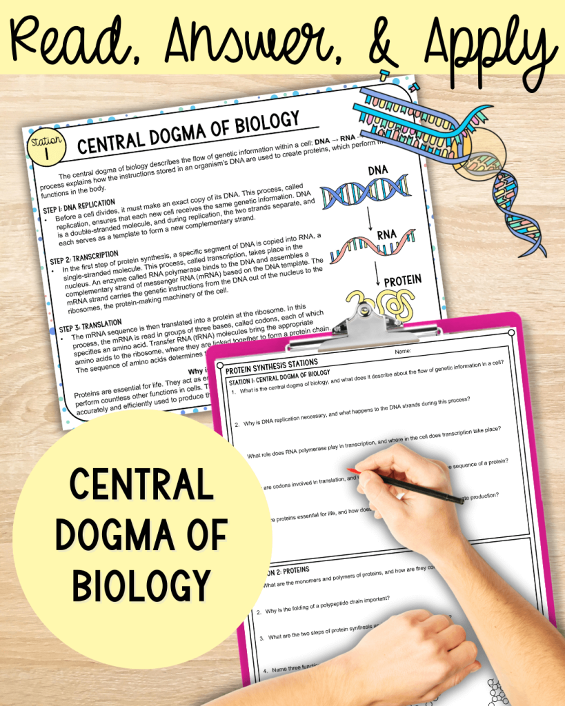 Protein Synthesis Stations Activity