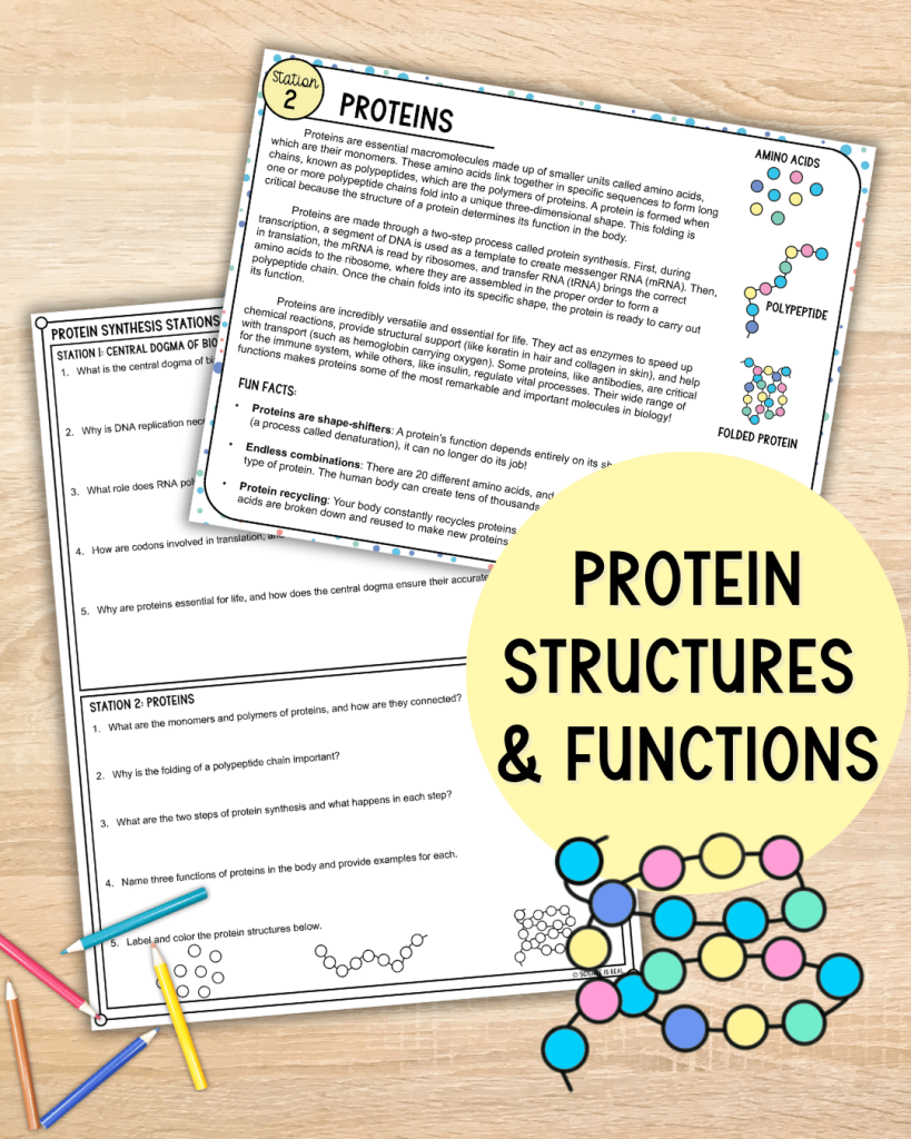 Protein Synthesis Stations Activity