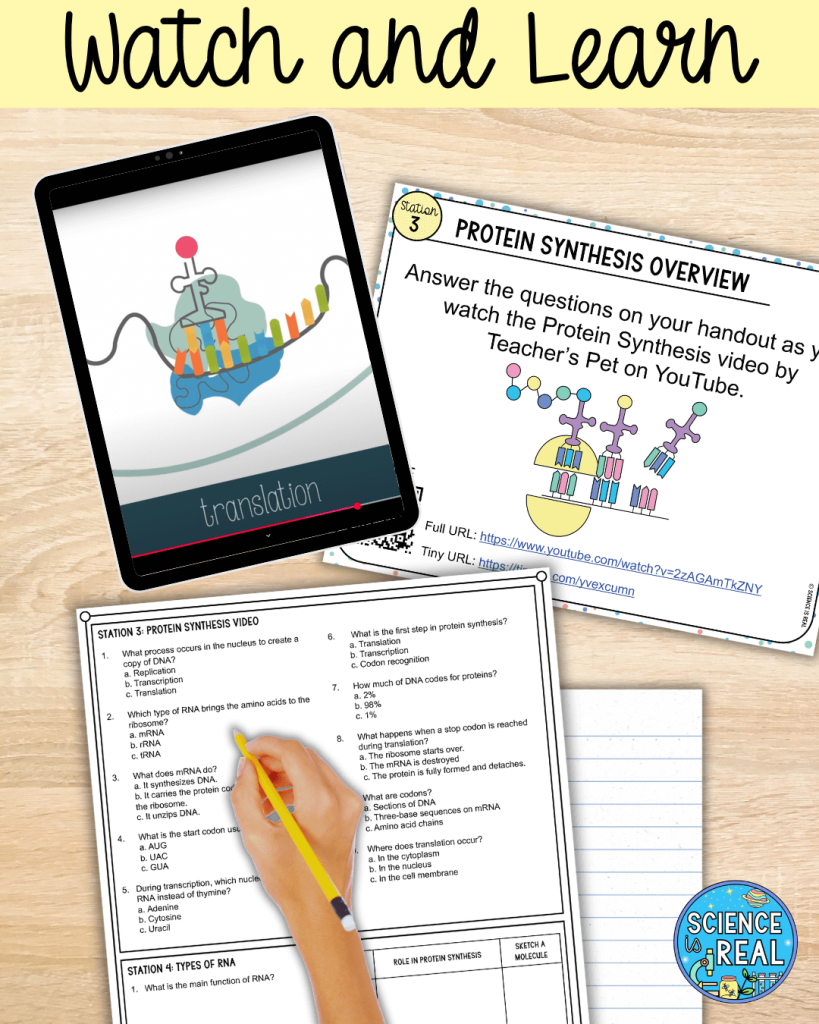 Protein Synthesis Stations