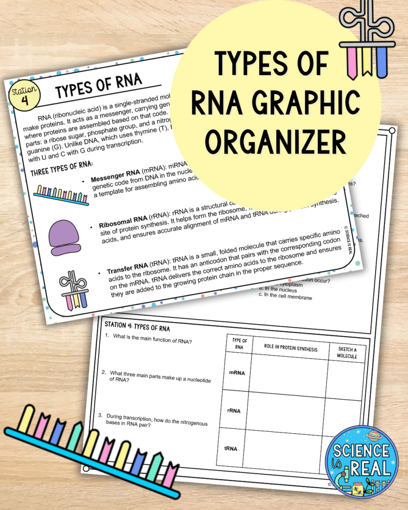 Protein Synthesis Stations