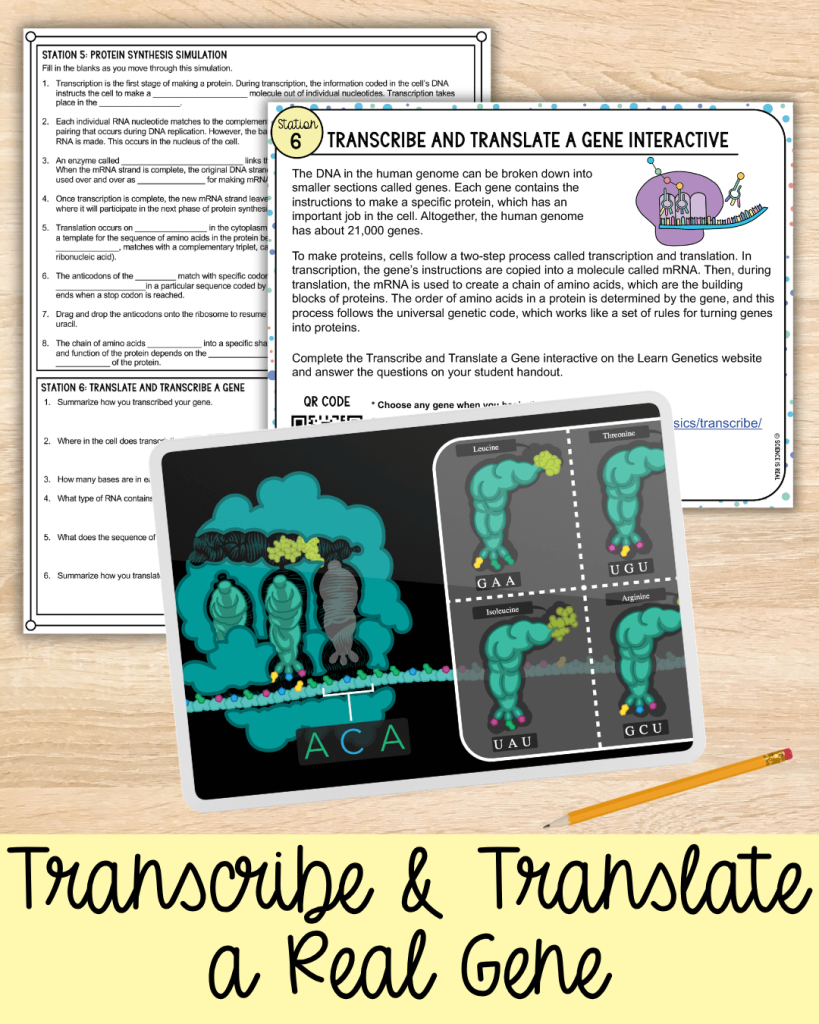 protein synthesis stations activity