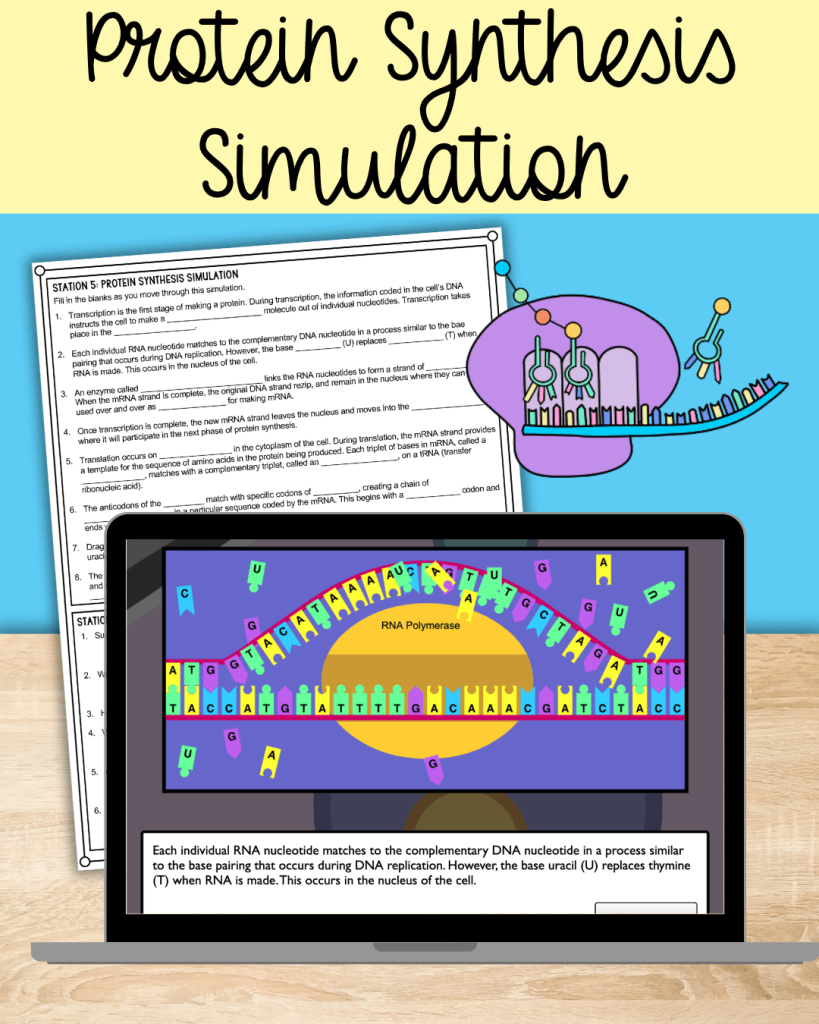 protein synthesis stations activity