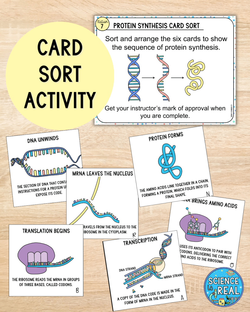 protein synthesis stations activity