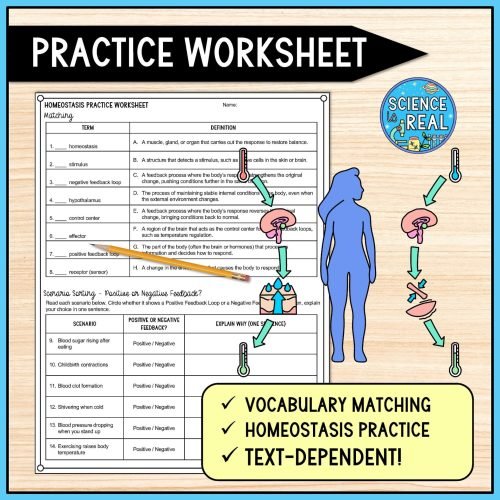 homeostasis reading comprehension