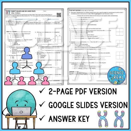 Punnett Squares and Sex-Linked Traits Amoeba Sisters Handout