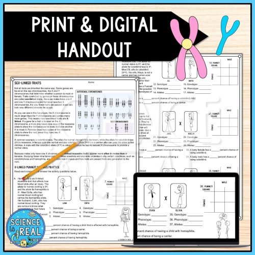 Sex-Linked Traits Punnett Squares Worksheet