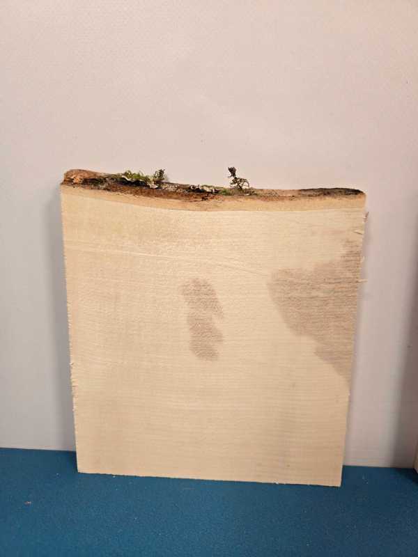 3 pack Sycamore Offcuts