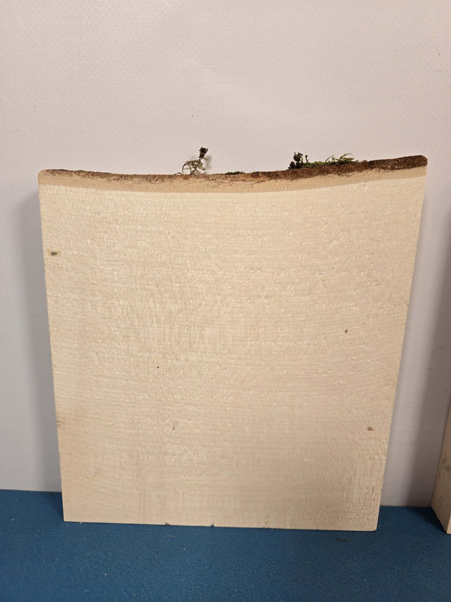 3 pack Sycamore Offcuts - Image 5