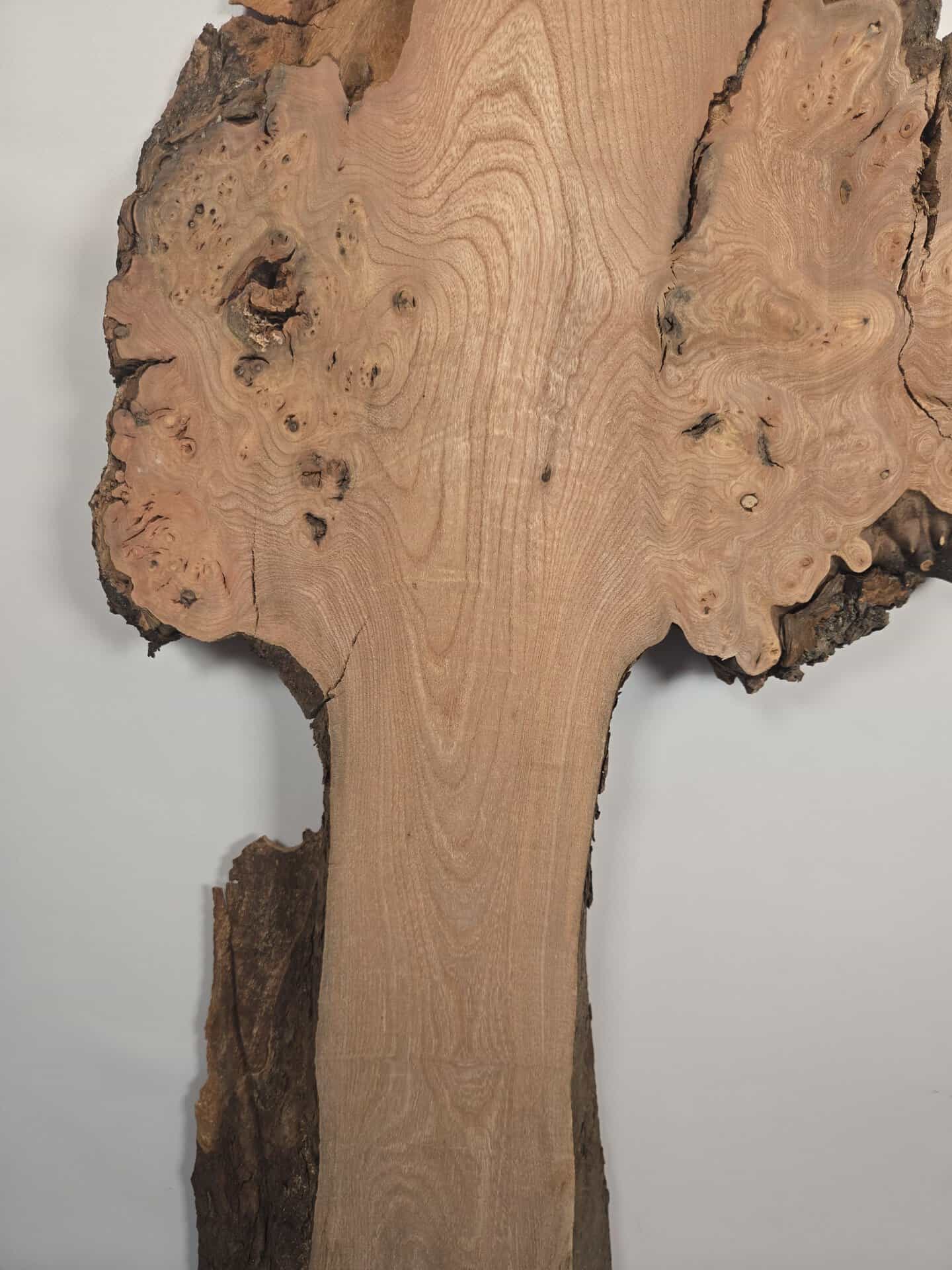 Organically shaped Elm - Image 3