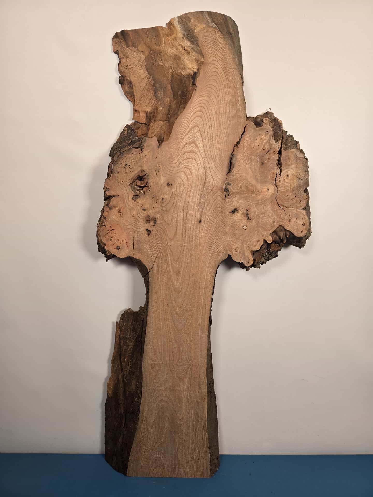 Organically shaped Elm