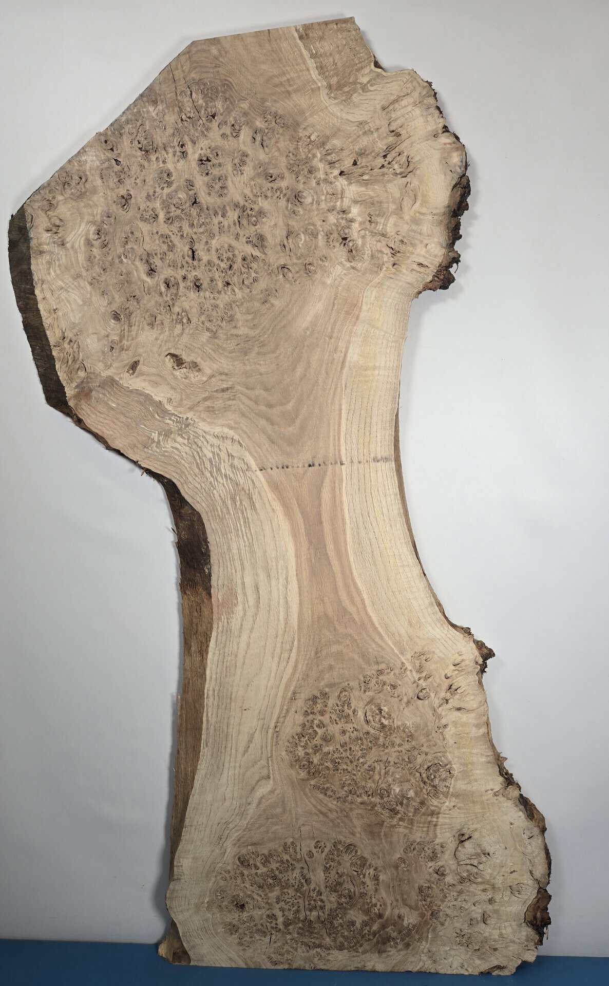 Naturally Shaped Burr Oak