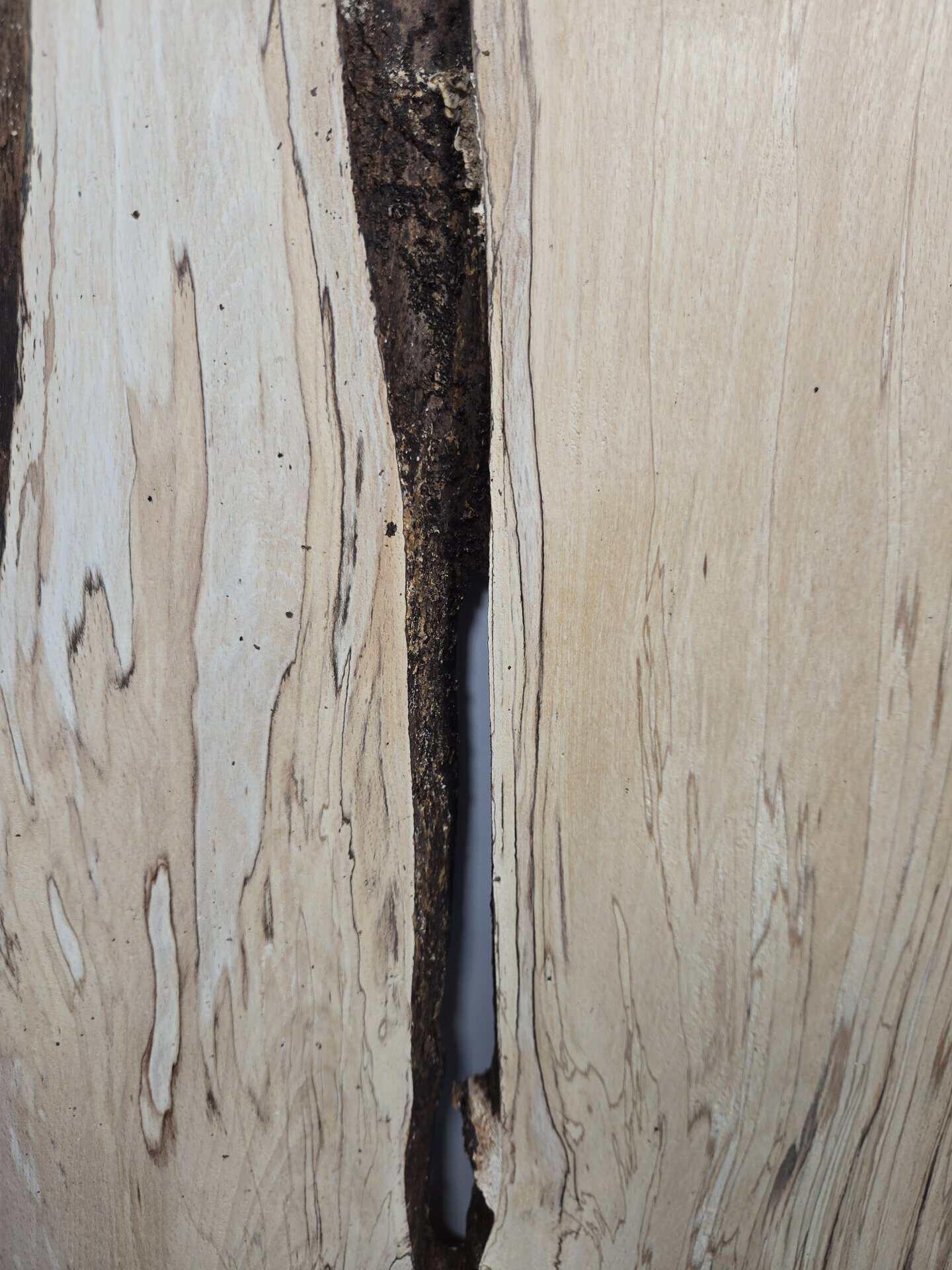 Spalted Beech Offcut with natural edge - Image 5