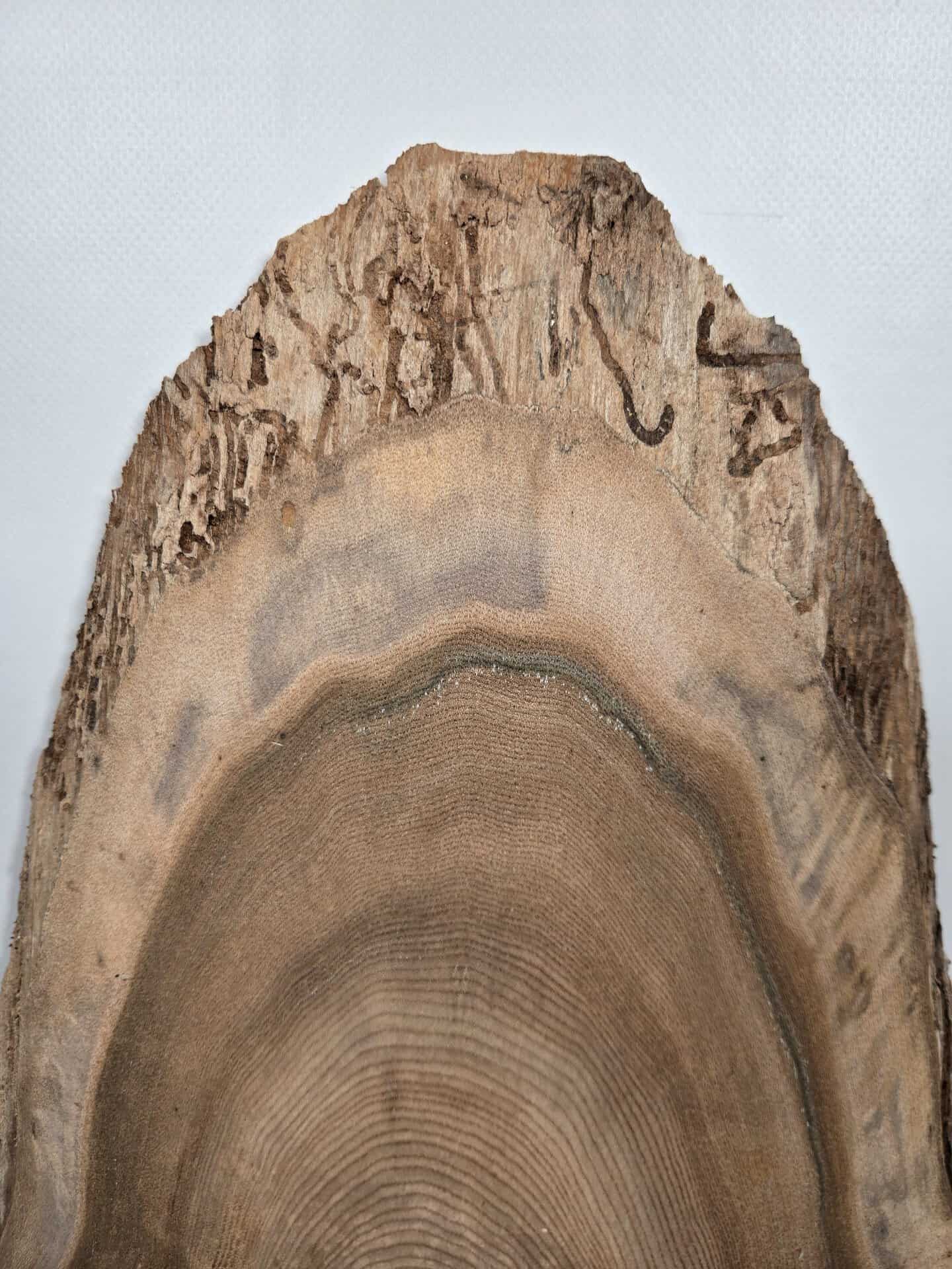 Natural edge Elm timber board showing distinctive grain and bark edge.
