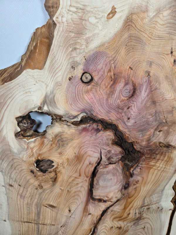 Characterful Yew Offcut