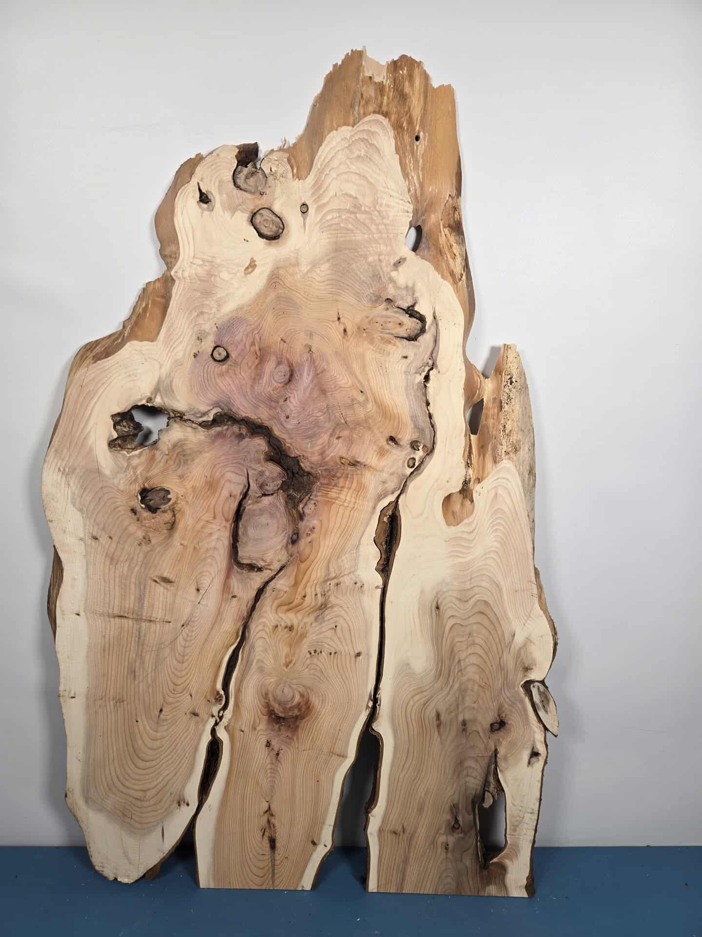 Characterful Yew Offcut