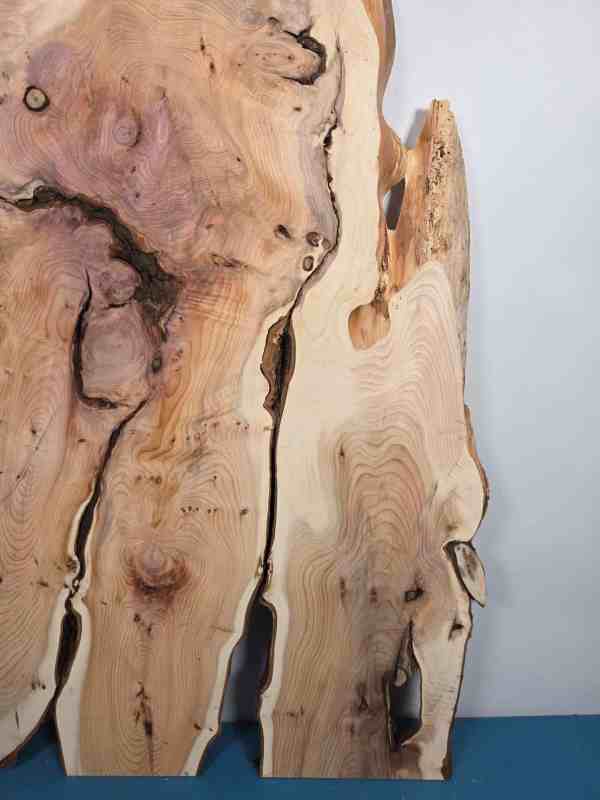 Characterful Yew Offcut