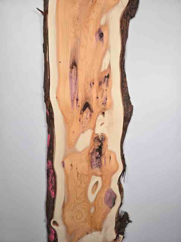 Vibrant Yew wood veneer with natural sapwood and dark bark edge, planed timber board.