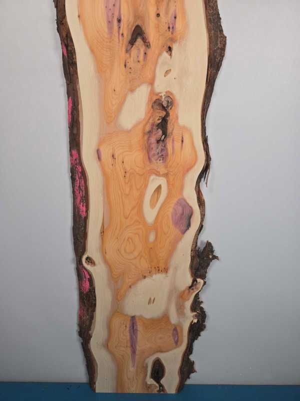 Yew wood plank with natural wormholes and pink resin pockets, planed face.