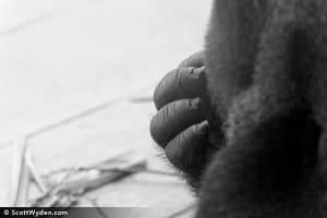 gentle-hand