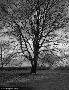 leica-m9-tree-black-white