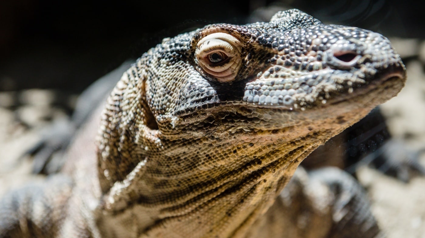 komodo-dragon-stare