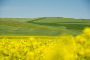Canola Field