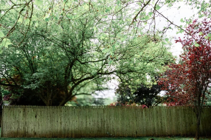 The Perfect EDC Camera - Nikon Zf Lush green trees behind wooden fence in garden.