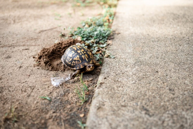 The Perfect EDC Camera - Nikon Zf Box turtle on dirt next to concrete sidewalk.
