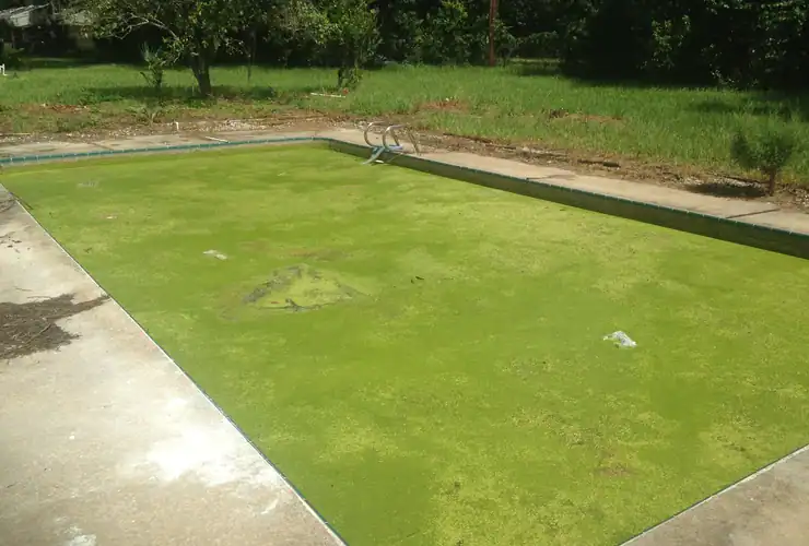 image showing green pool covered with algae layer