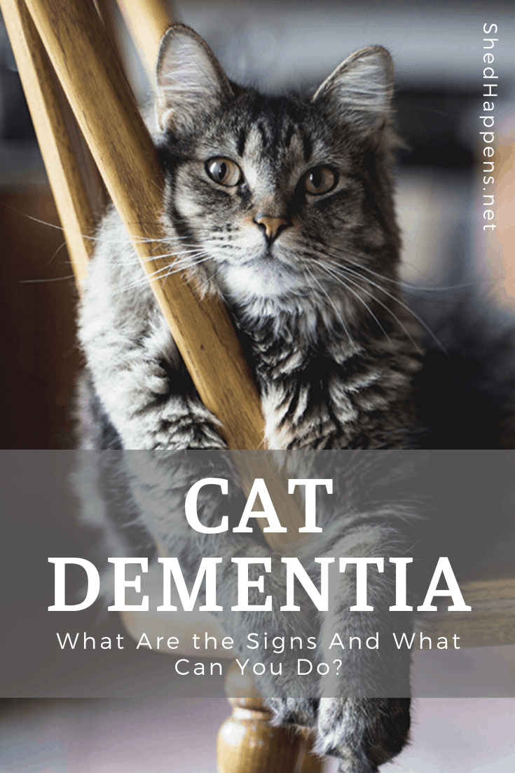 close up of a grey fluffy cat laying on a wooden chair with with the title cat dementia displayed