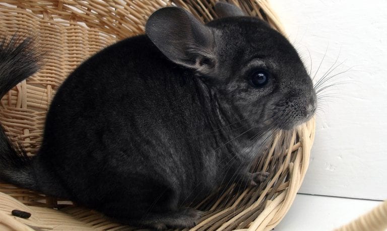 Considering Bringing Home A Chinchilla? Read This First