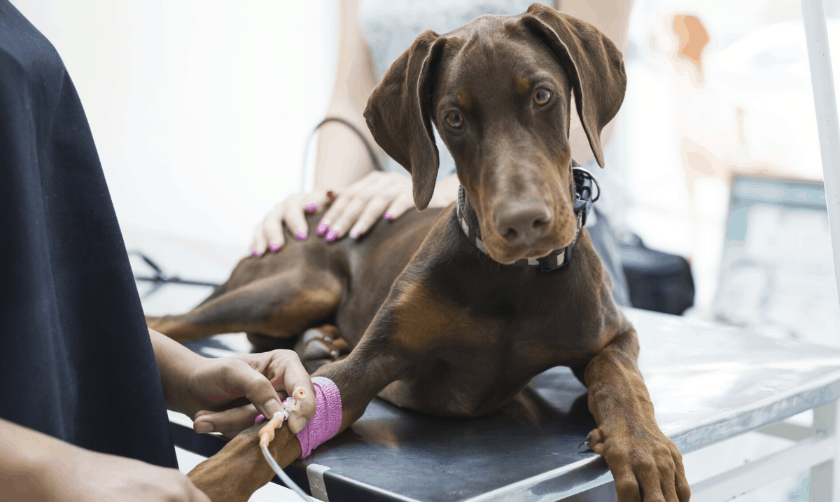 great dane puppy laying on a veterinary table hooked up to an IV