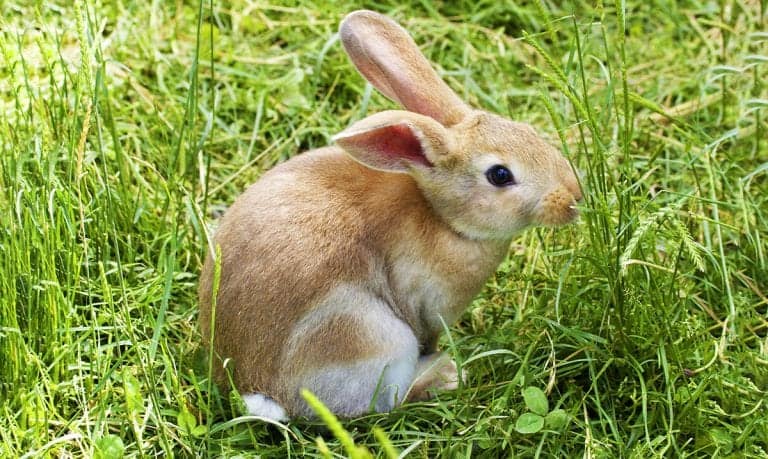 Learn to Recognize These 12 Common Rabbit Diseases, Illnesses, and Ailments
