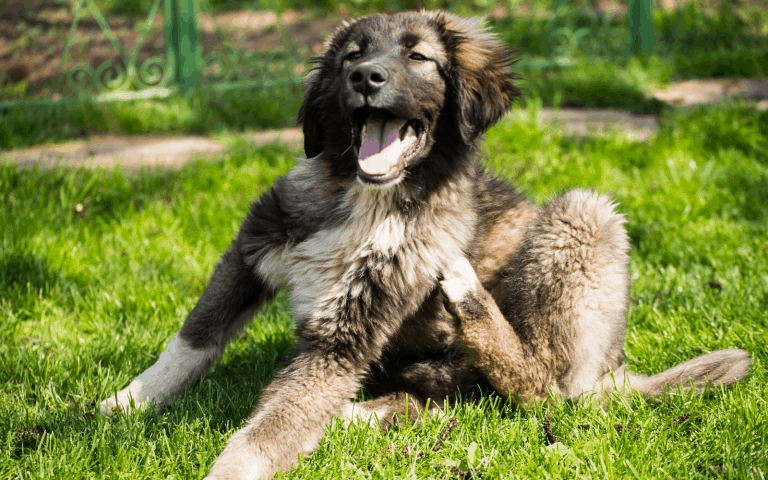 brown, black and white puppy laying in the grass scratching it's side with it's hind leg