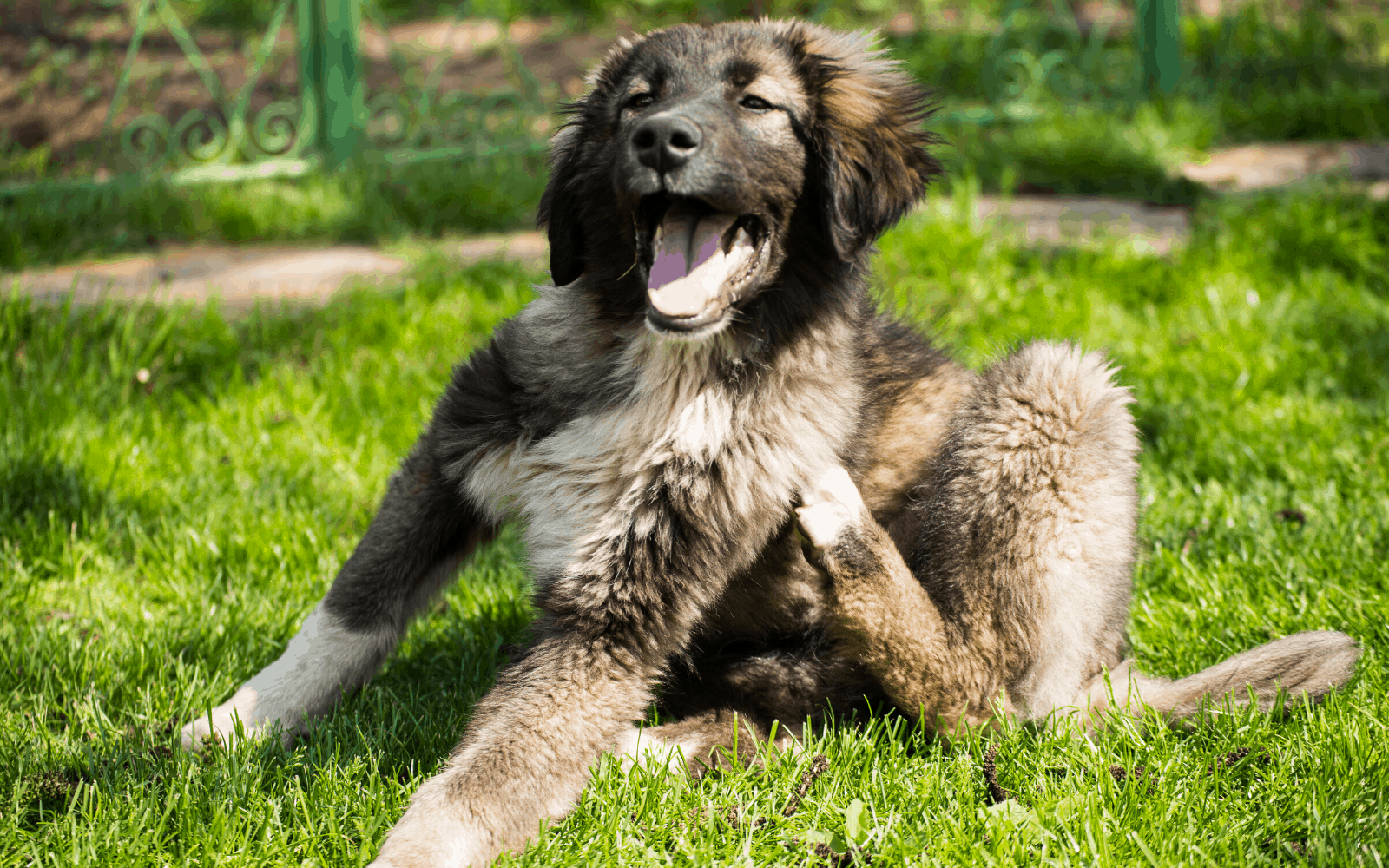 brown, black and white puppy laying in the grass scratching it's side with it's hind leg