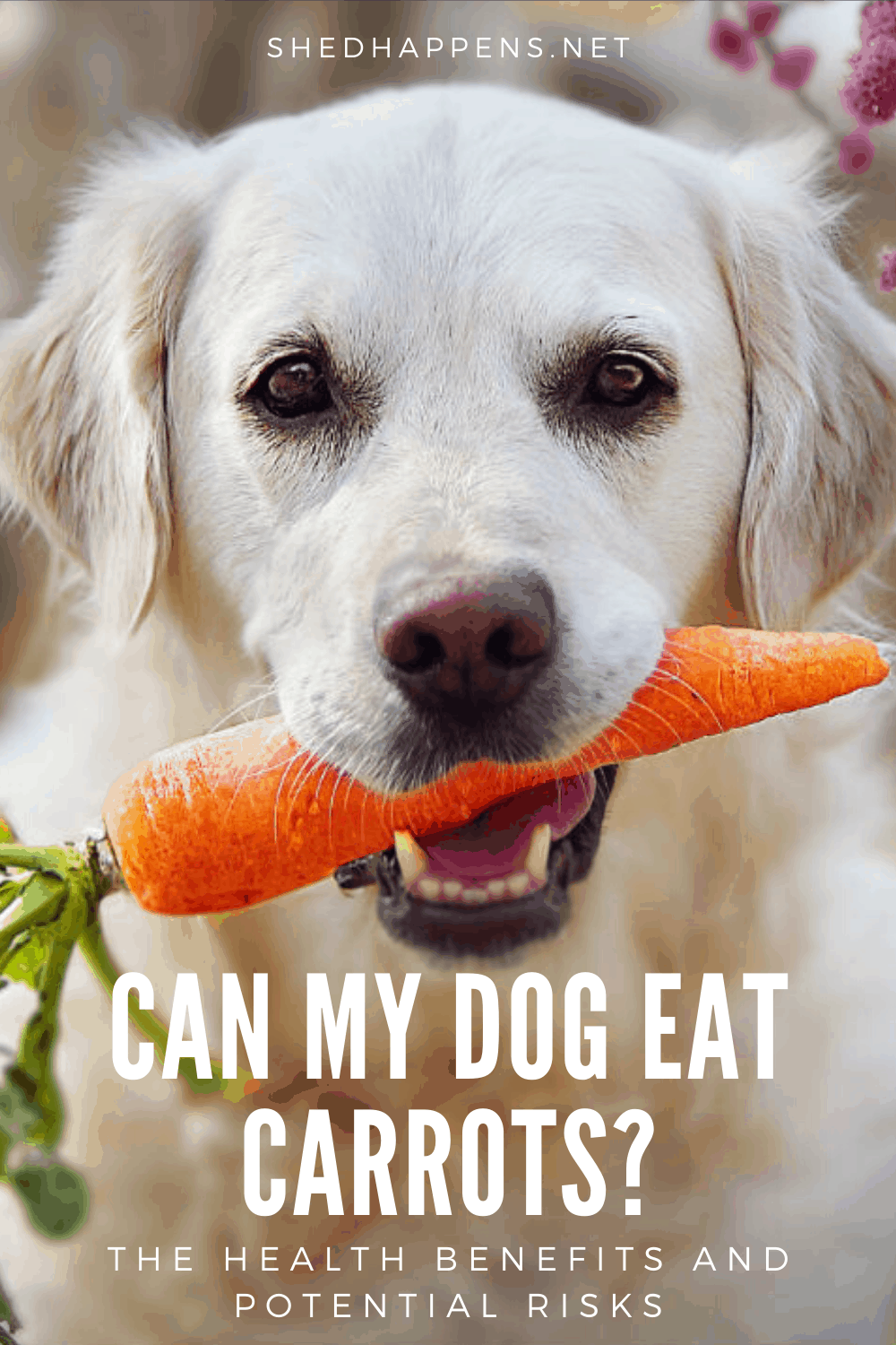 close up of a golden retriever dog standing outside, holding onto a carrot with the title can my dog eat carrots?