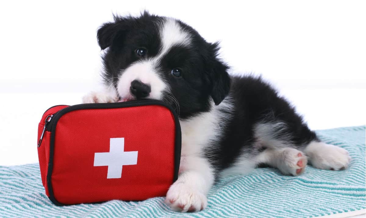 border collie puppy laying on a blanket holding onto a first aid kit